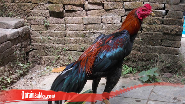 Trik Merawat Bulu Ayam Bangkok